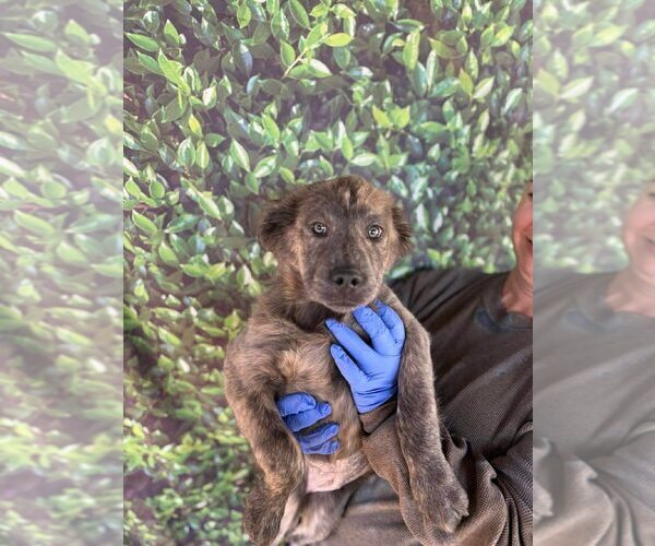 Medium Photo #10 Mutt Puppy For Sale in New York, NY, USA