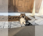 Small Photo #18 Pomeranian Puppy For Sale in ODIN, IL, USA
