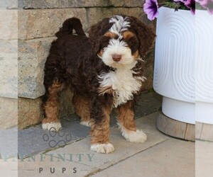 Medium Bernedoodle (Miniature)