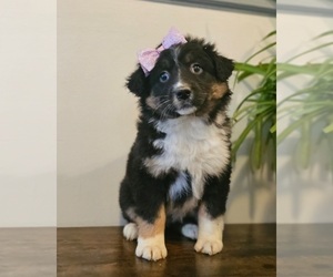Australian Shepherd Puppy for sale in INDIANAPOLIS, IN, USA