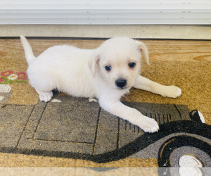 Wapoo Puppy for sale in WILMINGTON, NC, USA