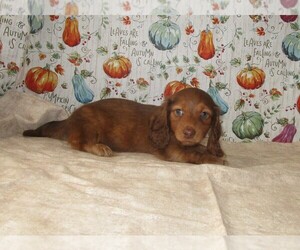 Dachshund Puppy for sale in CHANUTE, KS, USA