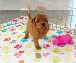 Small #8 Cavapoo mix (+ Poodle Miniature)