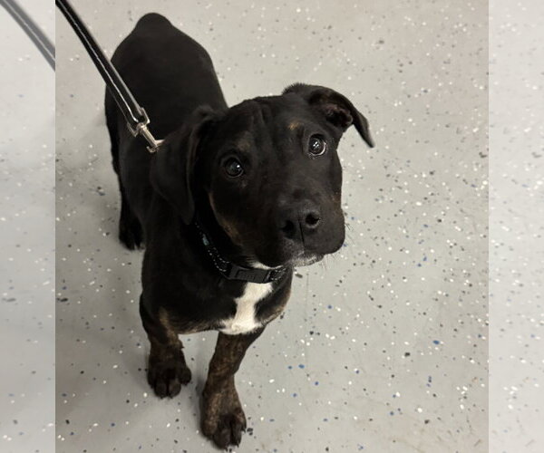 Medium Photo #4 Mutt Puppy For Sale in Brooklyn Center, MN, USA