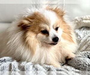 Pomeranian-Unknown Mix Dogs for adoption in Farmington, MN, USA