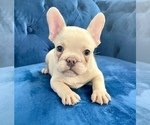 Small Photo #4 French Bulldog Puppy For Sale in GOSHEN, KY, USA
