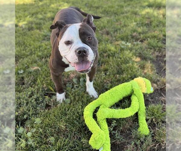 Medium Photo #1 Bulldog-Unknown Mix Puppy For Sale in Modesto, CA, USA