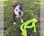 Small Bulldog Mix