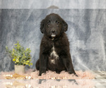 Puppy Ginger Gollie