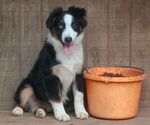 Small Photo #1 Miniature American Shepherd Puppy For Sale in LEXINGTON, NC, USA