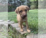 Small #8 Golden Retriever Mix