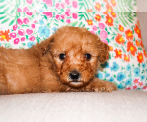Goldendoodle (Miniature) Puppy for sale in WILSON, NC, USA