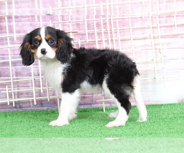 Medium Photo #1 Cavalier King Charles Spaniel Puppy For Sale in BEL AIR, MD, USA