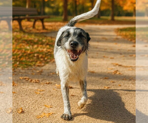 Medium Photo #3 Mutt Puppy For Sale in Vail, AZ, USA