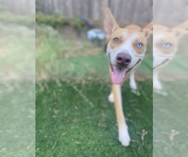Medium Photo #2 Huskies -Unknown Mix Puppy For Sale in FRAMINGHAM, MA, USA