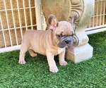 Small #5 French Bulldog