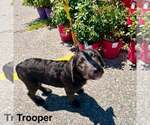 Small #3 Labrador Retriever Mix