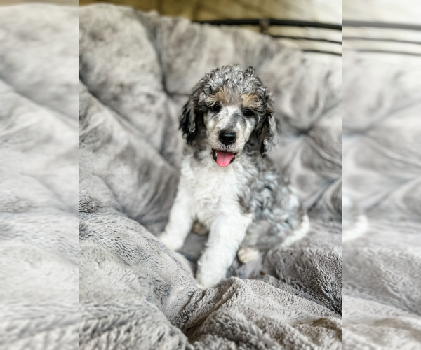 Medium Photo #8 Poodle (Standard) Puppy For Sale in ELGIN, TX, USA