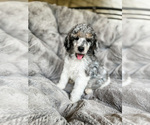 Small Photo #8 Poodle (Standard) Puppy For Sale in ELGIN, TX, USA