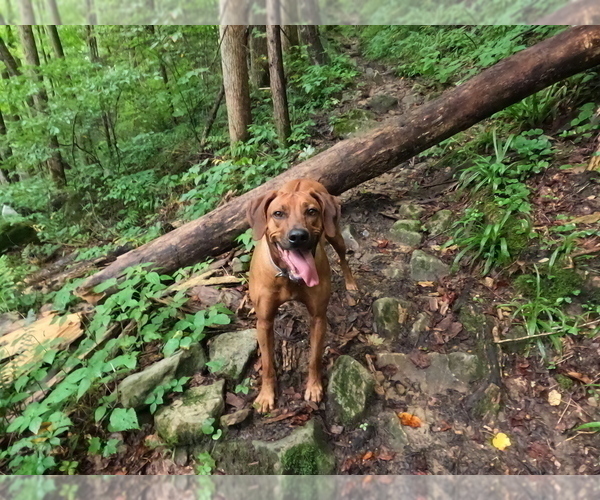 Medium Photo #10 Rhodesian Ridgeback Puppy For Sale in ONEIDA, TN, USA