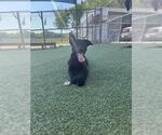 Small Labrador Retriever Mix