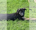 Small #1 German Shepherd Dog