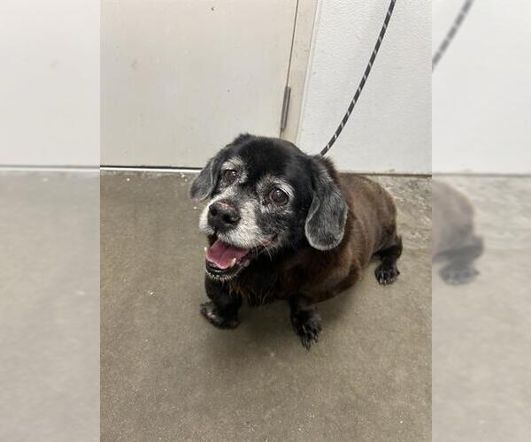 Medium Photo #1 Cocker Spaniel-Unknown Mix Puppy For Sale in Rosenberg, TX, USA