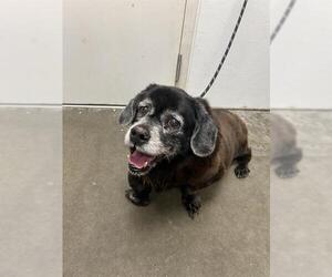 Cocker Spaniel-Unknown Mix Dogs for adoption in Rosenberg, TX, USA