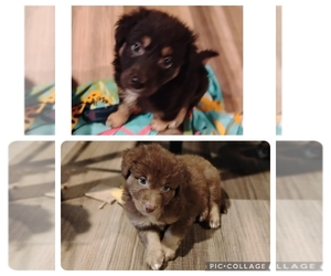 Australian Shepherd Puppy for sale in LEITCHFIELD, KY, USA