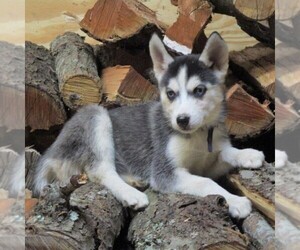 Siberian Husky Puppy for sale in CATAWISSA, PA, USA