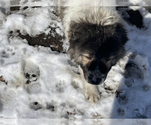 Medium Photo #8 Caucasian Shepherd Dog Puppy For Sale in TWINING, MI, USA