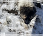 Small Photo #8 Caucasian Shepherd Dog Puppy For Sale in TWINING, MI, USA