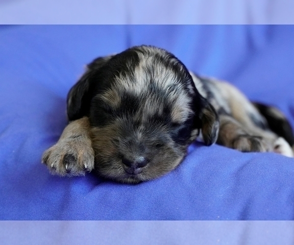 Medium Photo #2 Bernedoodle (Miniature) Puppy For Sale in MORA, MN, USA