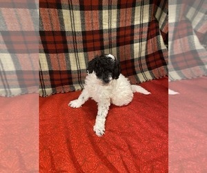 Medium Poodle (Miniature)