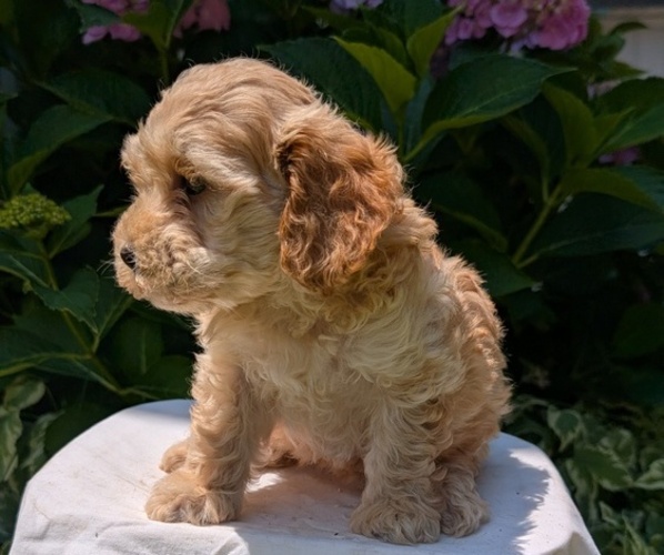 Medium Photo #19 Cavapoo Puppy For Sale in GOSHEN, IN, USA