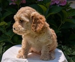 Small Photo #19 Cavapoo Puppy For Sale in GOSHEN, IN, USA