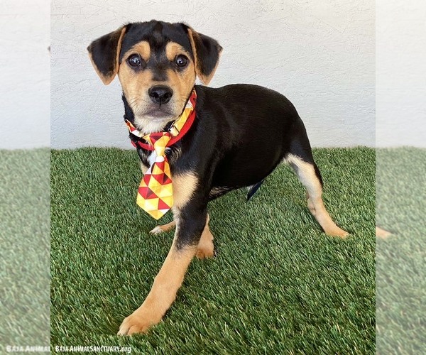 Medium Photo #2 Beagle-Unknown Mix Puppy For Sale in San Diego, CA, USA