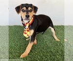 Small #1 Beagle Mix