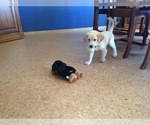 Small Photo #15 Labrador Retriever Puppy For Sale in LA CRESCENT, MN, USA