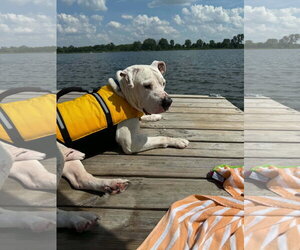 American Pit Bull Terrier-Unknown Mix Dogs for adoption in Germantown, OH, USA