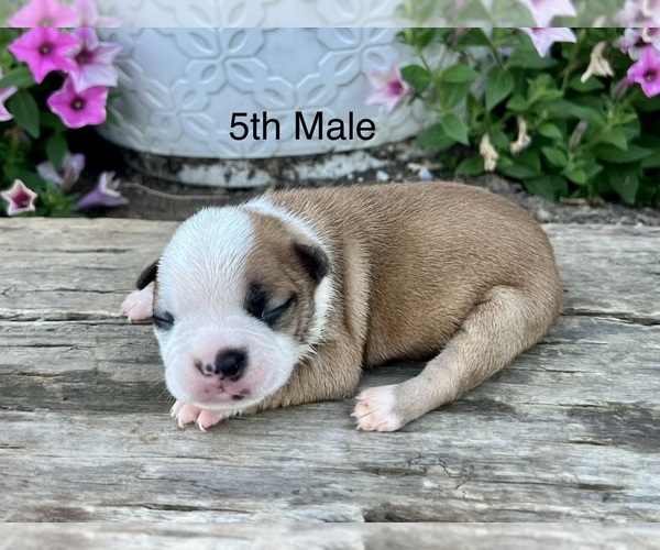 Medium Photo #1 Boston Terrier Puppy For Sale in EWING, KY, USA