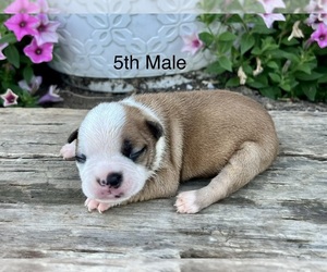 Boston Terrier Puppy for sale in EWING, KY, USA