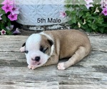 Small Boston Terrier