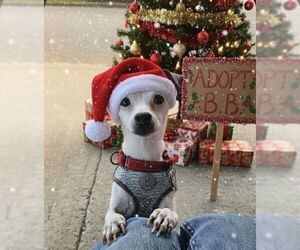 Jack Chi Dogs for adoption in Caldwell, NJ, USA