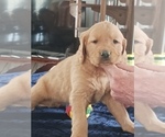 Small Photo #1 Golden Retriever Puppy For Sale in SESSER, IL, USA