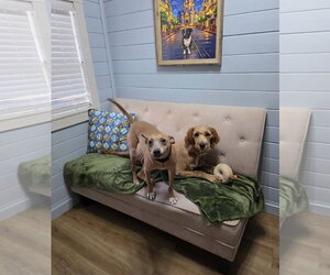 Ace -MR personality - Male American Pit Bull Terrier-Unknown Mix Dog for Adoption - Photo #2