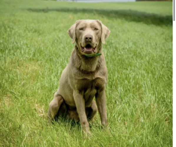 Medium Photo #1 Labrador Retriever Puppy For Sale in COMER, GA, USA