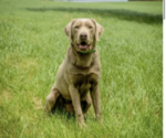 Small Photo #1 Labrador Retriever Puppy For Sale in COMER, GA, USA