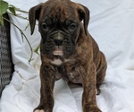 Small Photo #40 Boxer Puppy For Sale in GOSHEN, IN, USA