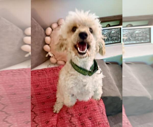Medium Photo #2 Poodle (Miniature) Puppy For Sale in Rancho Cordova, CA, USA